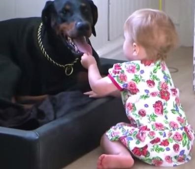 Fehér dobermann - egzotikus vagy valóság (Doberman fehérköpeny) Fehér dobermann - egzotikus vagy valóság