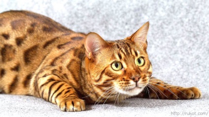 Bengáli macska jellege és jellemzői