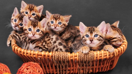 Bengáli macska (20 fotó), állatok (Leopard) Bengáli macska (20 fotó), az állatok