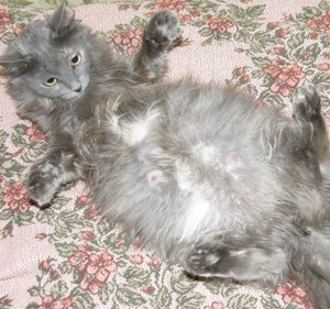 Terhesség cat (vetélés macska) terhesség macska