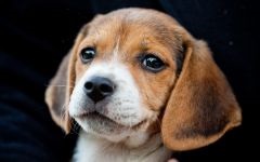 Beagle gondozás, etetés, karbantartás és a képzés a fotók, hogyan kell gondoskodni a fogak, a szem és a karmok
