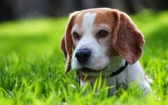 Beagle gondozás, etetés, karbantartás és a képzés a fotók, hogyan kell gondoskodni a fogak, a szem és a karmok