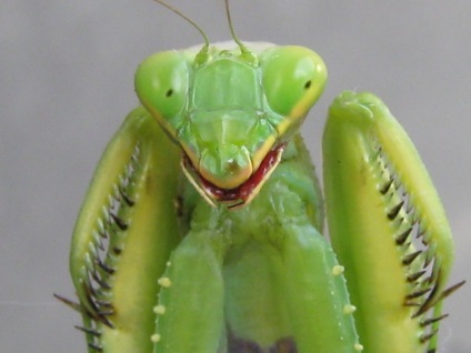 Mantis - 82 kép nagyon hihetetlen ragadozó rovarok