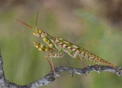 Mantis - 82 kép nagyon hihetetlen ragadozó rovarok
