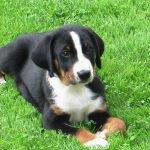 Nagy svájci havasi kutya (60 fotó) fajta kutya, milyen skót Gross (Mountain Dog) Nagy svájci havasi kutya (60 fotó) fajta kutya, milyen skót Gross