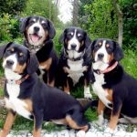 Nagy svájci havasi kutya (60 fotó) fajta kutya, milyen skót Gross (Mountain Dog) Nagy svájci havasi kutya (60 fotó) fajta kutya, milyen skót Gross