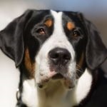Nagy svájci havasi kutya (60 fotó) fajta kutya, milyen skót Gross (Mountain Dog) Nagy svájci havasi kutya (60 fotó) fajta kutya, milyen skót Gross