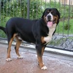 Nagy svájci havasi kutya (60 fotó) fajta kutya, milyen skót Gross (Mountain Dog) Nagy svájci havasi kutya (60 fotó) fajta kutya, milyen skót Gross