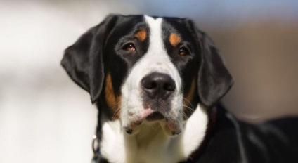 Nagy svájci havasi kutya (60 fotó) fajta kutya, milyen skót Gross (Mountain Dog) Nagy svájci havasi kutya (60 fotó) fajta kutya, milyen skót Gross