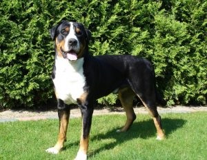 Nagy svájci havasi kutya (60 fotó) fajta kutya, milyen skót Gross (Mountain Dog) Nagy svájci havasi kutya (60 fotó) fajta kutya, milyen skót Gross