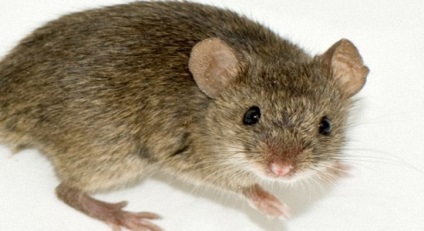 Fear egerek - a koncepció, okainak és az ártalmatlanítási módszerekre