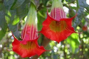 Brugmansia otthon termesztés, gondozás, a szervátültetés és reprodukciós