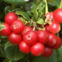 Vörösáfonya - előnyei és hátrányai (áfonya) Vörösáfonya - előnyei és hátrányai