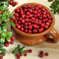 Vörösáfonya - előnyei és hátrányai (vitaminok tartalmaznak áfonya) Vörösáfonya - előnyei és hátrányai