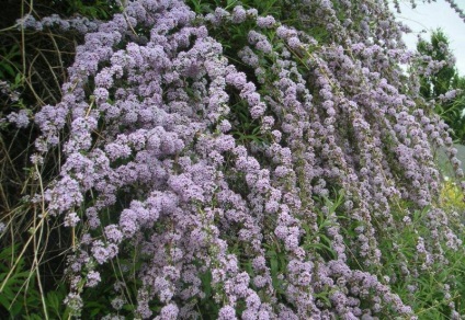 Buddleja - ültetés, gondozás, grade, leírás, fotó