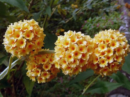 Buddleja - ültetés, gondozás, grade, leírás, fotó