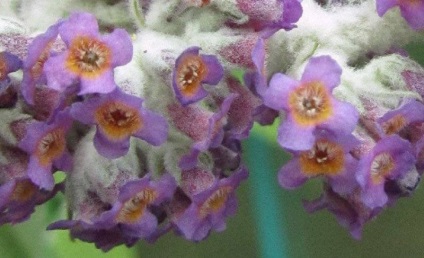 Buddleja - ültetés, gondozás, grade, leírás, fotó