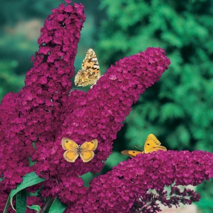 Buddleja - ültetés, gondozás, grade, leírás, fotó