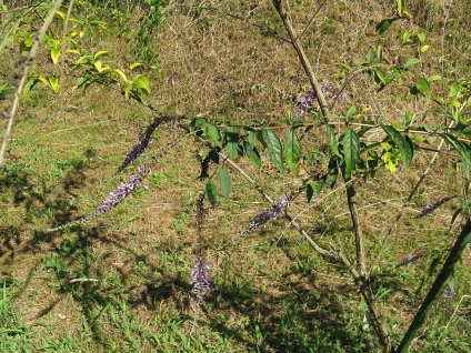 Buddleja - ültetés, gondozás, grade, leírás, fotó