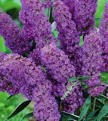 Buddleja - ültetés, gondozás, grade, leírás, fotó