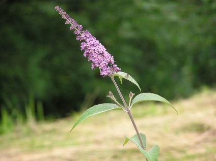 Buddleja - ültetés, gondozás, grade, leírás, fotó