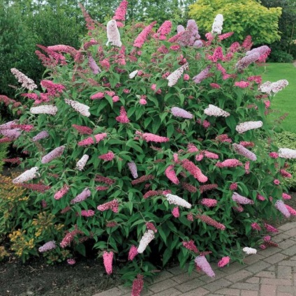 Buddleja - ültetés, gondozás, grade, leírás, fotó