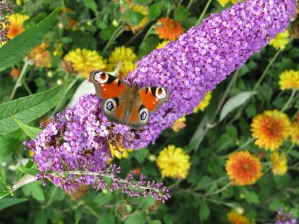 Buddleja - ültetés, gondozás, grade, leírás, fotó