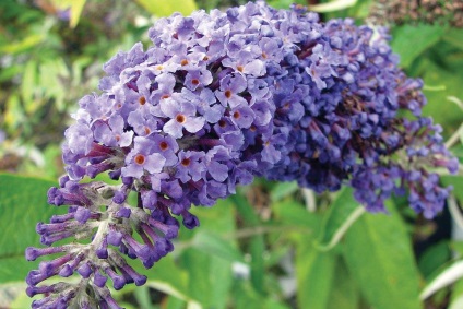 Buddleja - ültetés, gondozás, grade, leírás, fotó