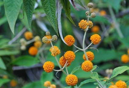 Buddleja - ültetés, gondozás, grade, leírás, fotó