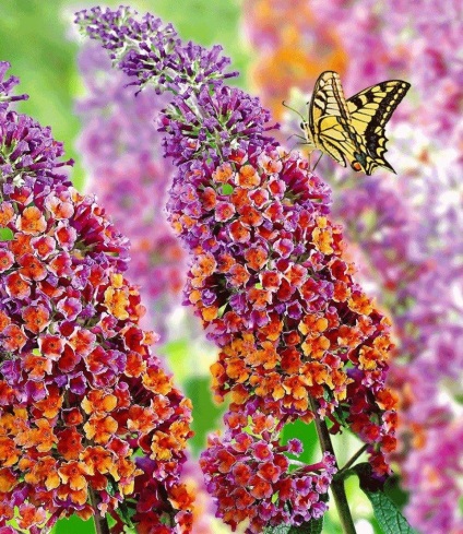 Buddleja - ültetés, gondozás, grade, leírás, fotó