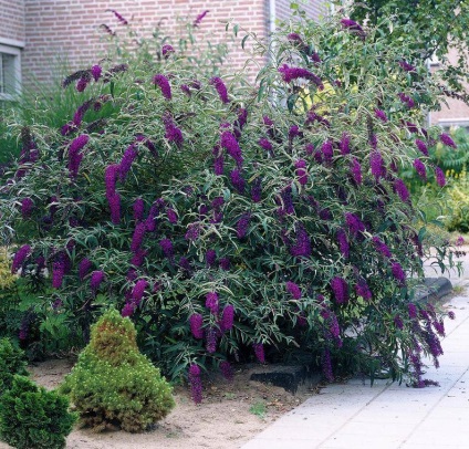 Buddleja - ültetés, gondozás, grade, leírás, fotó