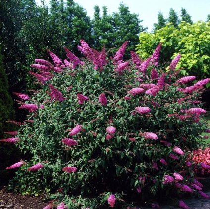 Buddleja - ültetés, gondozás, grade, leírás, fotó