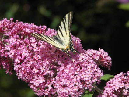 Buddleja - ültetés, gondozás, grade, leírás, fotó