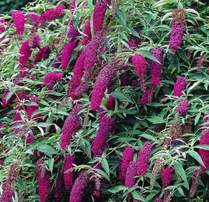 Buddleja - ültetés, gondozás, grade, leírás, fotó