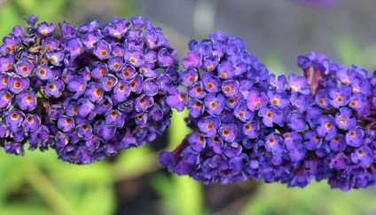 Buddleja - ültetés, gondozás, grade, leírás, fotó