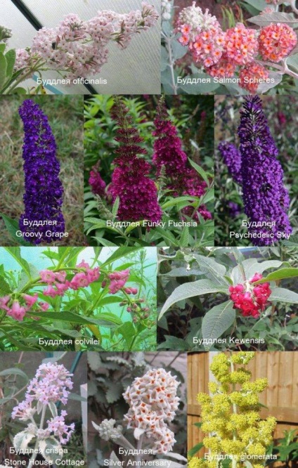 Buddleja - ültetés, gondozás, grade, leírás, fotó