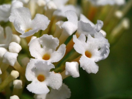 Buddleja - ültetés, gondozás, grade, leírás, fotó