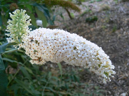 Buddleja - ültetés, gondozás, grade, leírás, fotó