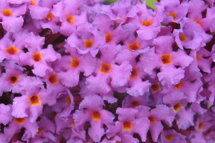 Buddleja - ültetés, gondozás, grade, leírás, fotó