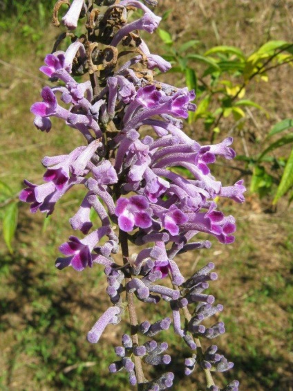 Buddleja - ültetés, gondozás, grade, leírás, fotó