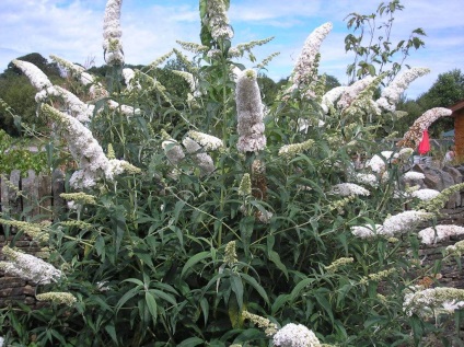 Buddleja - ültetés, gondozás, grade, leírás, fotó