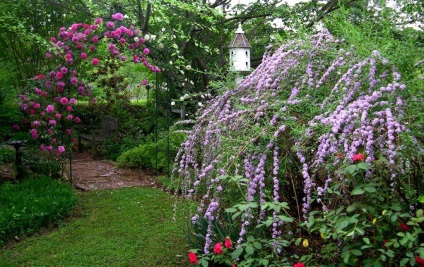 Buddleja - ültetés, gondozás, grade, leírás, fotó