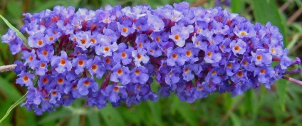 Buddleja - ültetés, gondozás, grade, leírás, fotó