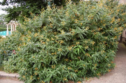 Buddleja - ültetés, gondozás, grade, leírás, fotó