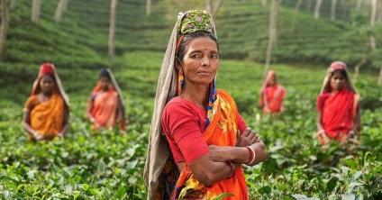 Assam tea (Ace alapul) Assam tea