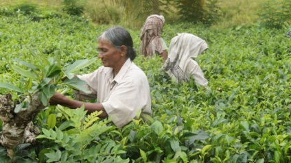 Tea Assam (Ahom dinasztia uralkodott) Assam tea