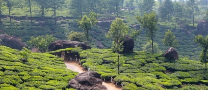 Tea Assam (Ahom dinasztia uralkodott) Assam tea