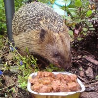 A takarmány-hedgehog (cm otthon) Mi a takarmány egy sündisznó