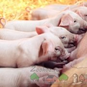 A sertéseket táplálunk sertéstelepeken etetés típusok, extrudált takarmány-és tippeket (etetés) A sertéseket táplálják sertéstelepeken típusú takarmány, extrudált takarmány és tippek