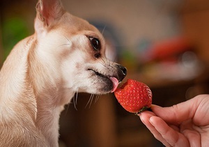 Hogyan tudjuk etetni a chihuahua otthon, és nem ad nekik